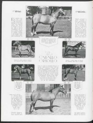 El caballo criollo