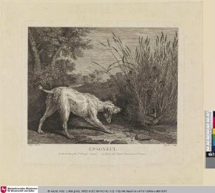 Epagneul [Spaniel]