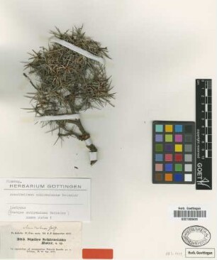 Acantholimon schirazianum Boiss. [isotype]