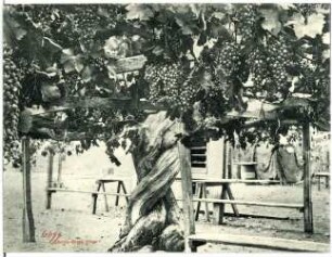 Kalifornien. Garden Scene in California
