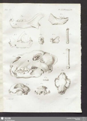 Pl. XXXVI. pag. 456