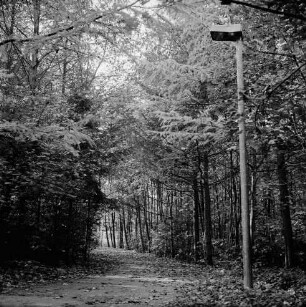 Kurpark: Weg mit Blättern: vorn rechts Straßenlampe: rechts und links Bäume