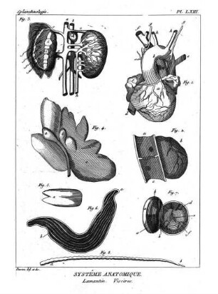 Pl. LXIII. Systême Anatomique. Lamantin. Viscères.