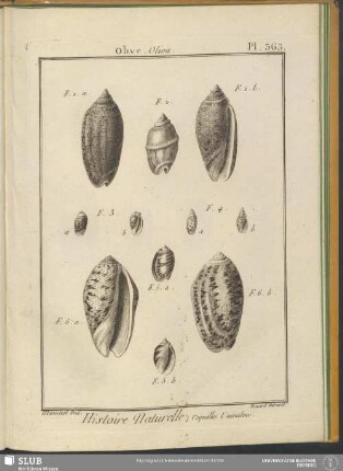 Pl. 363. Olive. Oliva