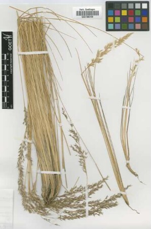 Agrostis antoniana Griseb. [syntype]