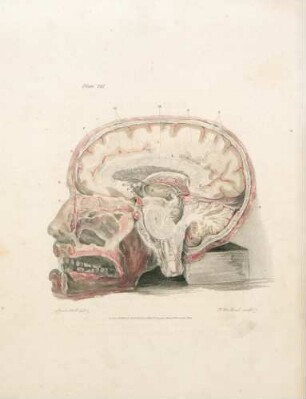 Plate VII