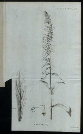 Nouv. Bull. Sc. Tom.III. No.72. Pl.VI. D. Hybrida (Fucata Lois.). [zu S. 337f]
