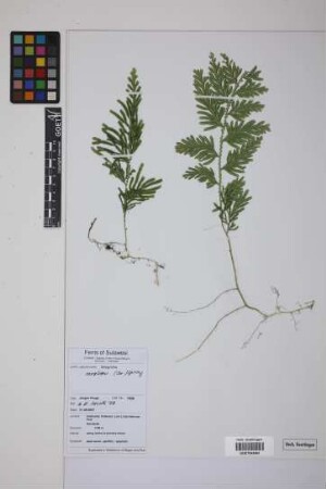 Selaginella involvens (Sw.) Spring