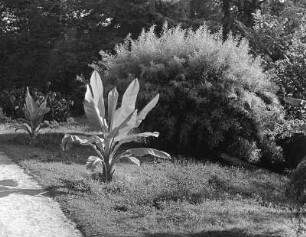 Parkrabatte (vielleicht auf der Insel Mainau)