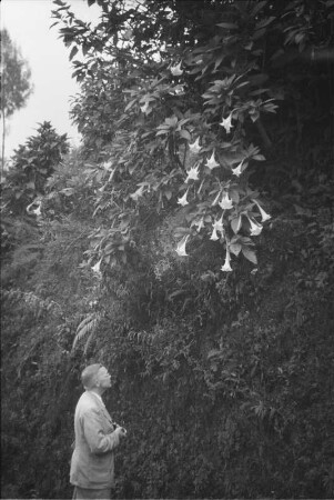 Stechapfel Baum : Exkursionsmitglied neben einem Stechapfel Baum