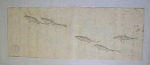 Papierbögen mit Darstellung von Fischen im Wasser