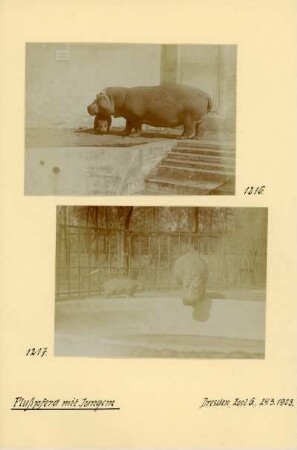 Dresden, Zoologischer Garten. Flusspferd (Hippopotamus amphibius) mit Jungen