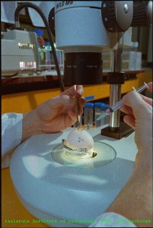 Untersuchungen mit einer Fluorescence Activated Cell Sorting (Facs)-Maschine am Kernforschungszentrum Karlsruhe (KfK)