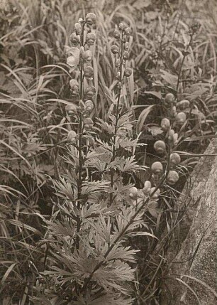 Blauer Eisenhut (Aconitum napellus)