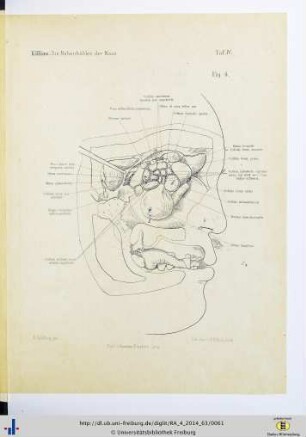 Fig. 4. Taf. IV.