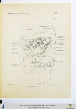Fig. 4. Taf. IV.