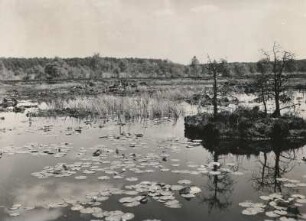Dübener Heide. Zadlitz (alter Torfstich) mit Seerosen