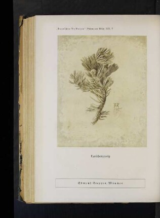 "Deutsches Volkstum" (Bühne und Welt) XIX, 7 Latschenzweig Edmund Steppes, München