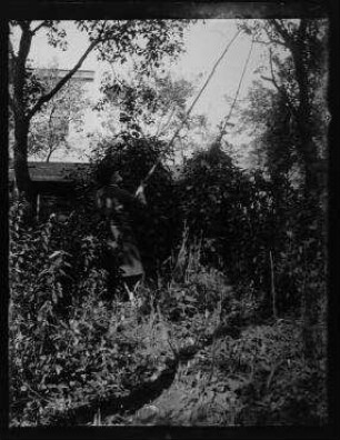 Ohne Titel (Johann Traugott Zille im Garten beim Obstpflücken)