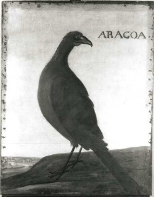 ARACOA : ARACOA. Öl auf Leinwand (1655/1663; A. Eckhout). Radebeul, Hoflößnitz, Berg- und Lusthaus, Festsaal (nach der Restaurierung)