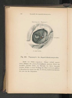 Fig. 103. Topographie des Augenhöhlenhintergrundes.