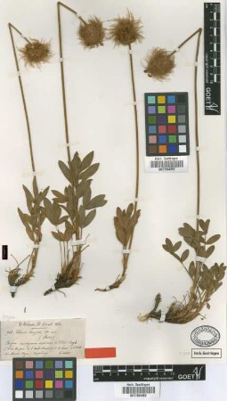 Ebenus longipes Boiss. [type]