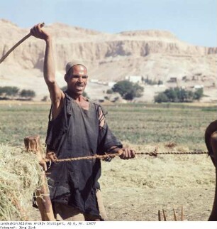 Ägypten: Erntearbeiten