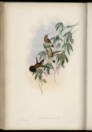 Adelomyia Inornata. [bis] Adelomyia Maculata.