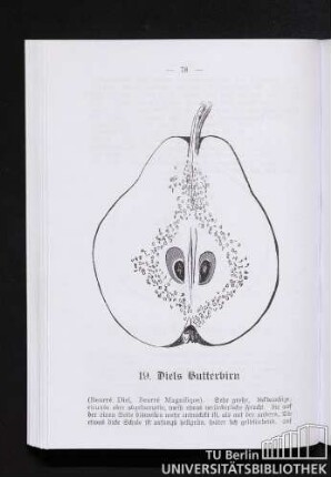 19. Diels Butterbirn