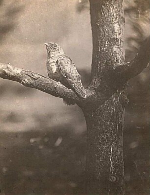Kuckuck (Cuculus canorus L.), ausgeflogener Jungvogel
