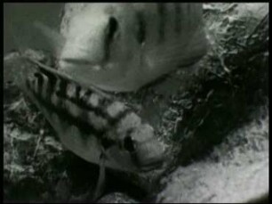 Tilapia zillii (Cichlidae) - Laichablage