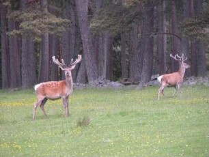 Hirsche im schottischen Hochland bei Breamar