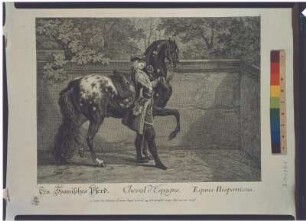 Spanisches Pferd, gesatteltes Reitpferd, Stich
