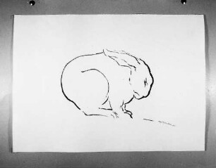 Kaninchen : Kaninchen. Kohlezeichnung (1963; E. Richter). Dresden-Striesen, Borsbergstraße 11, Atelier der Bildhauerin