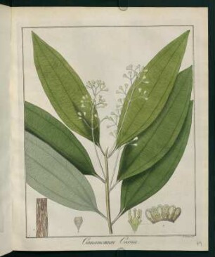 49r, Cinnamomum Cassia