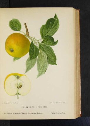 Gaesdonker - Reinette.