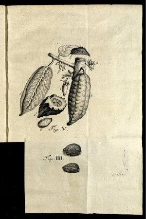 Fig. IIII. - Fig. V.