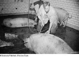Reinigung der toten Schweine