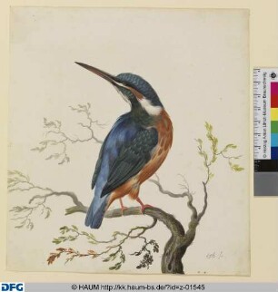 Eisvogel
