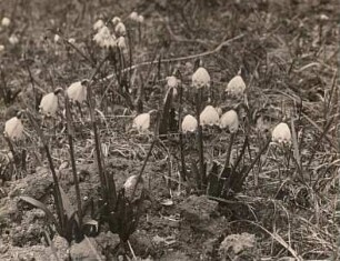 Frühlings-Knotenblume (Leucojum vernum), auch Märzenbecher, Märzbecher, Märzglöckchen oder Großes Schneeglöckchen