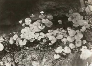 Sächsische Schweiz. Zweiblütiges Veilchen (Viola biflora)
