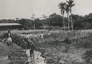 Indonesien, Java. Reisfelder bei Buitenzorg (Bogor). Arbeiter bei Erntebeginn