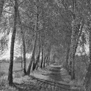 Landweg von Lübbenau nach Leipe. : Wjesny puć z Lubnjowa do Lipjego.
