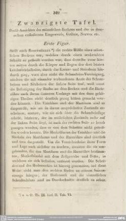 Zwanzigste Tafel. Profil-Ansichten des männlichen Beckens und der in demselben enthaltenen Eingeweide, Gefässe, Nerven etc.