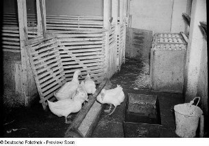 Enten im Stall