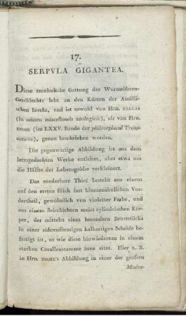 17. Serpula Gigantea.