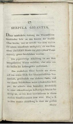 17. Serpula Gigantea.