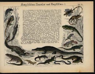 [Tafeln 29. - 31.: Amphibien (Lurche) und Reptilien. I. - III.]