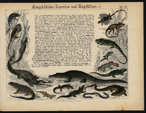 [Tafeln 29. - 31.: Amphibien (Lurche) und Reptilien. I. - III.]