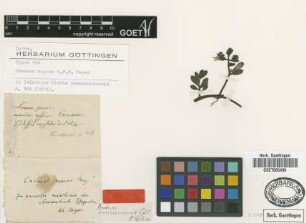Dodecas surinamensis L.f.